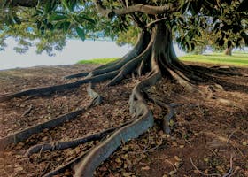 Explore the striking roots of a big fig tree in Albert Park, Australia. Nature's intricate beauty captured.